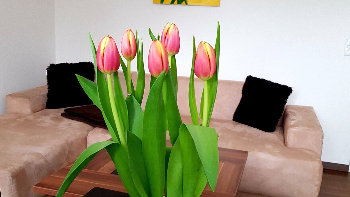 Laubegast Apartment | Apartment on the Elbe Ferry - Apartment for 2 - 3 People