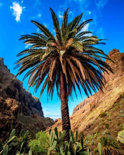 Alcala Apartment | Apartment Volcano Beach