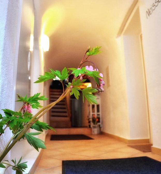Altstadt Apartment | Apartments Altstadthaus Görlitz