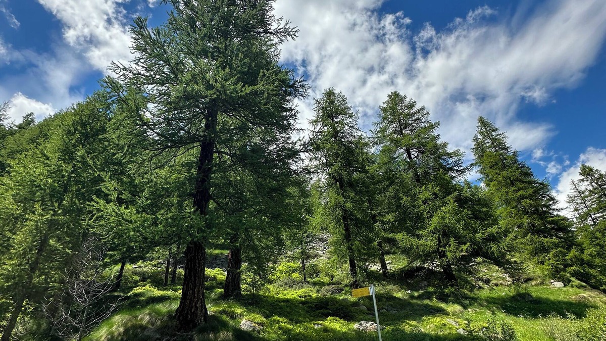 Gressoney-la-Trinite Apartment | Appartamento Gressoney Staffal con Spazio Esterno, Posto Auto - CIR 0021