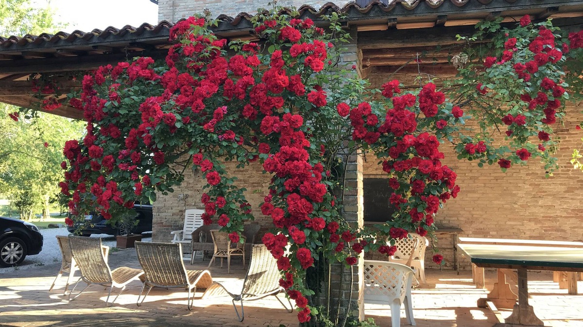 Molino Apolloni House | Appartamento "limoni" Immerso nel Verde Delle Colline Marchigiane