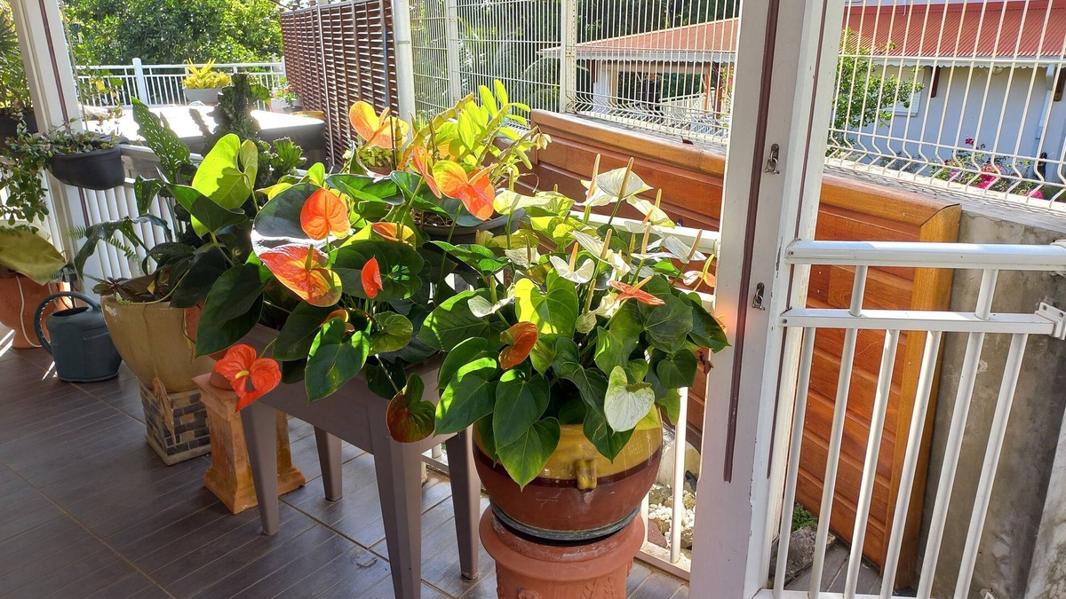 Riviere-Pilote Apartment | Appartement Plein Pied Situé à la Campagne à 10 mns des Plages
