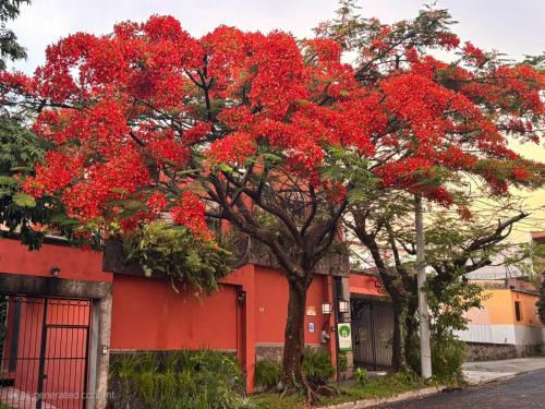 Antiguo Cuscatlan Hotel | Arbol de Fuego Eco-hotel