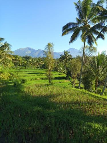 Tetebatu Apartment | are twin bungalows