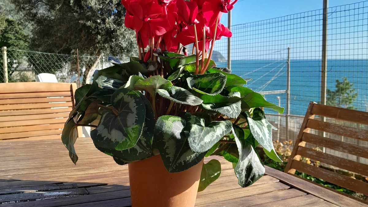 Corniglia Apartment | ARIANNA'S HOUSE full of light and sunshine in beautiful Corniglia (Cinque Terre)
