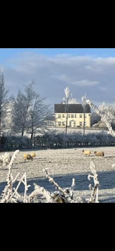Omagh Bed & Breakfast | Arney Lodge Farm