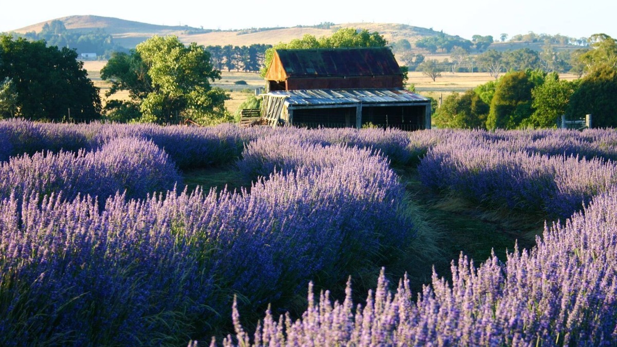 Millthorpe House | Ashburton Lavender Farm Stay