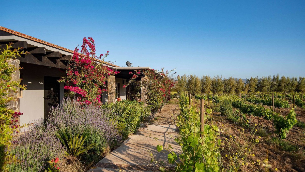 Valle de Guadalupe House | Atika Retreat - Vinyard Villa