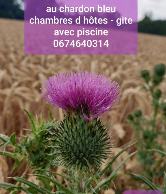 Nesle Bed & Breakfast | Au Chardon Bleu