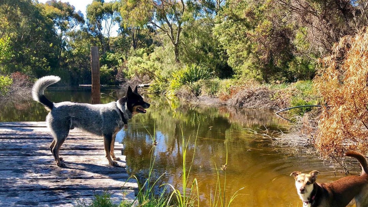 Pink Lake Apartment | Award Winning, Pet Friendly Accommodation