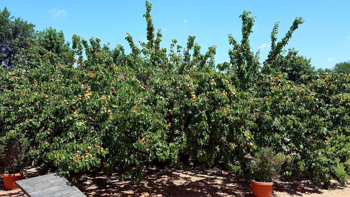 Cerveteri Other | Azienda Agricola Sinisi