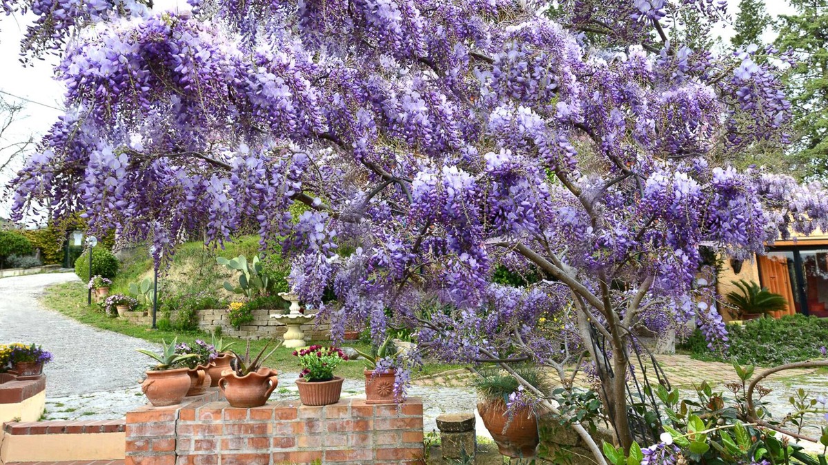 Montesicuro Bed & Breakfast | B&B Glicine
