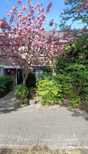 Zaandam Bed & Breakfast | B&B Het Heusje
