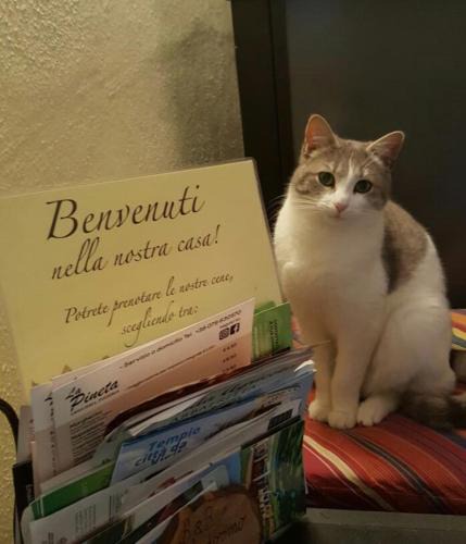 Tempio Pausania Bed & Breakfast | B&B Meladormo