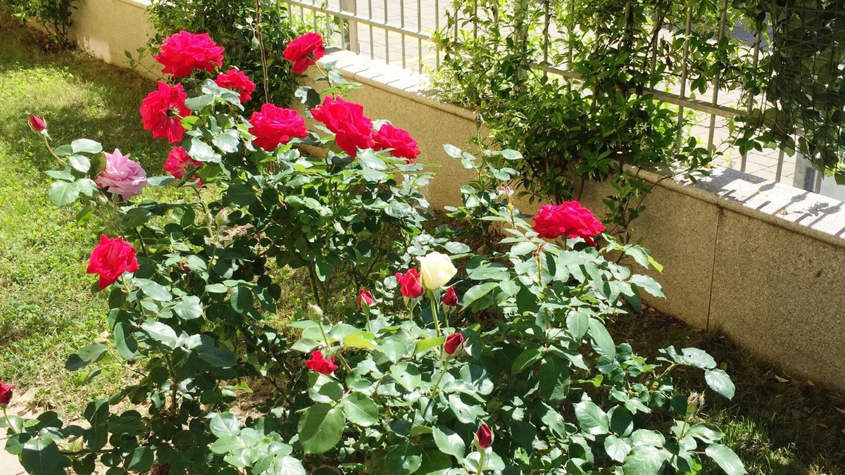 Cornaredo Bed & Breakfast | B&B Villa Milano Expo