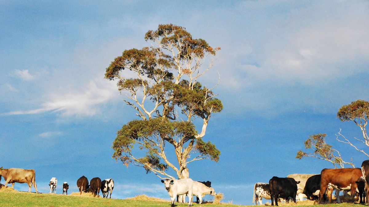 Back Valley Bed & Breakfast | Back Valley Farmstay Bed and Breakfast