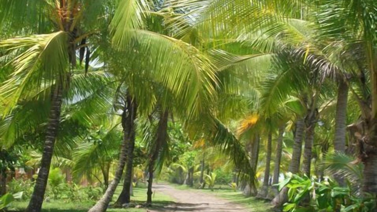 Esterillos Este House | Beachfront with Pool/Great Family House. Start living the Pura Vida today!