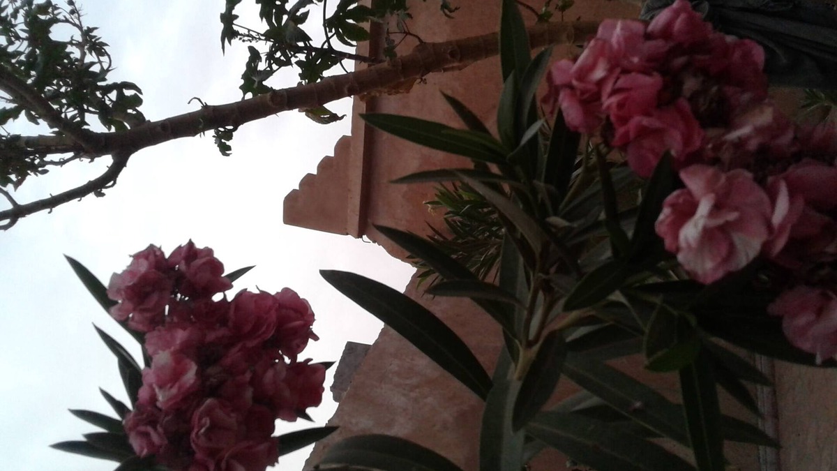 M'Hamid El Ghizlane House | Beautiful authentic riad a mhamid elghizlan