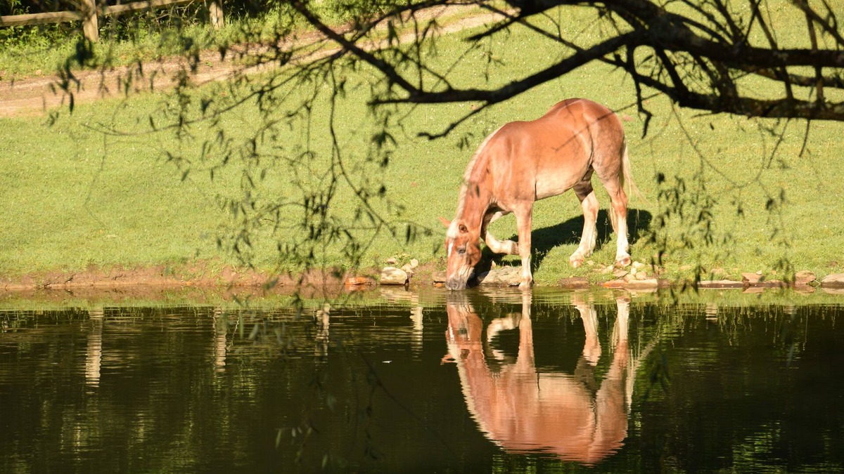 Brevard Cabin | Beautiful Equestrian Estate - Rated 'Exceptional' since 2014