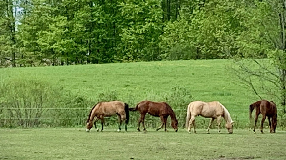 Brighton Other | Beautiful farmhouse with horses, pet friendly & close to Prince Edward County.