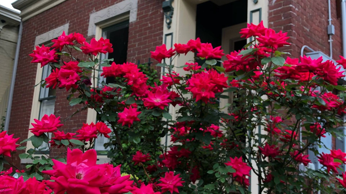 Butchertown House | Beautiful home in the heart of Butchertown! Close to everything!