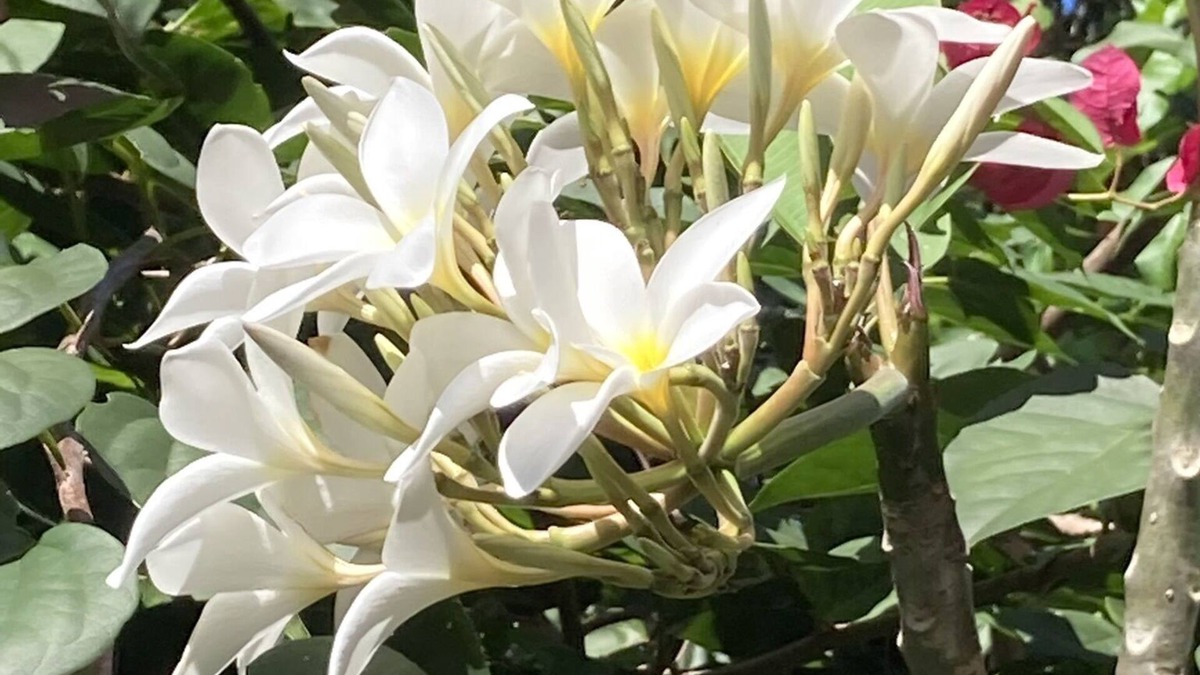 Maria Farinha House | Beautiful tropical garden seconds to the beach
