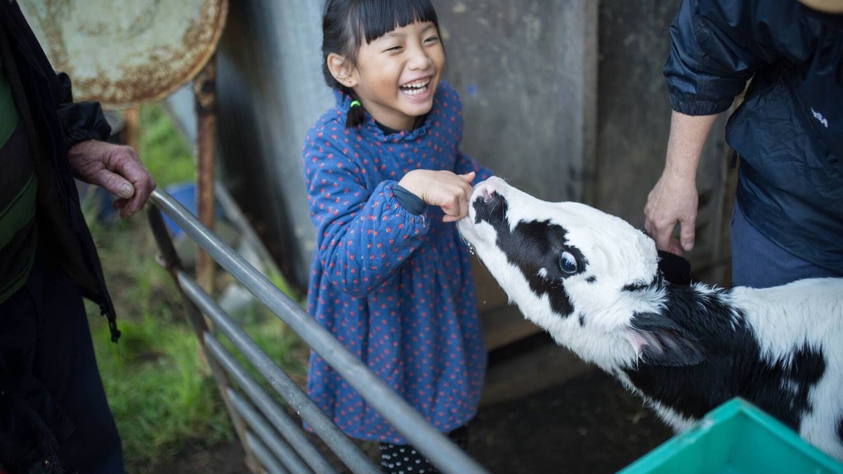 Scotts Creek Other | Bellevue Farmstay - feed animals, ride tractors, near The 12 Apostles