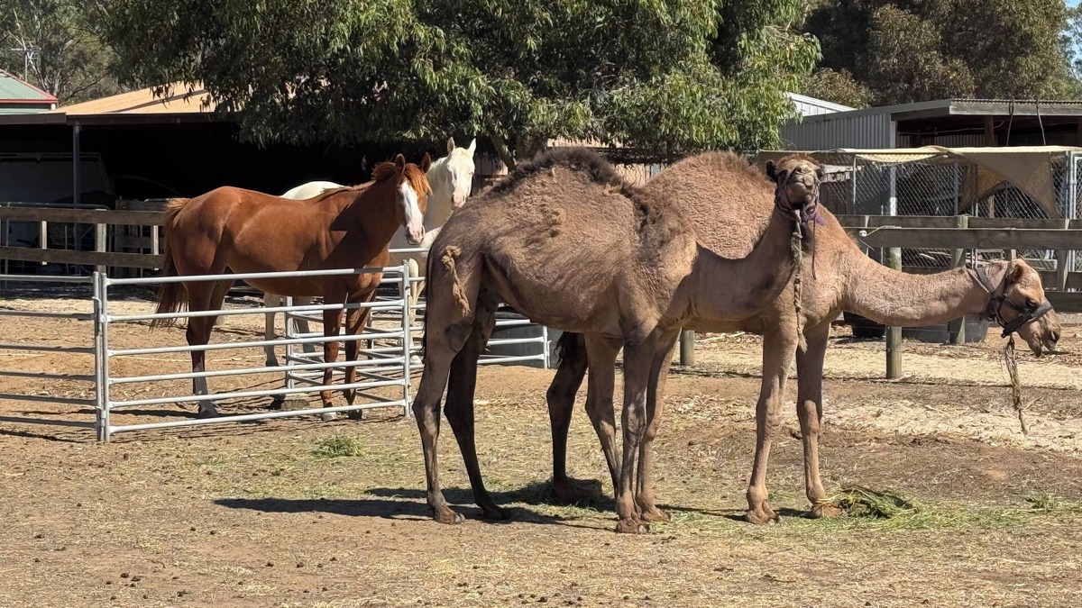 Bagshot Cottage | Bendigo Farm Stay