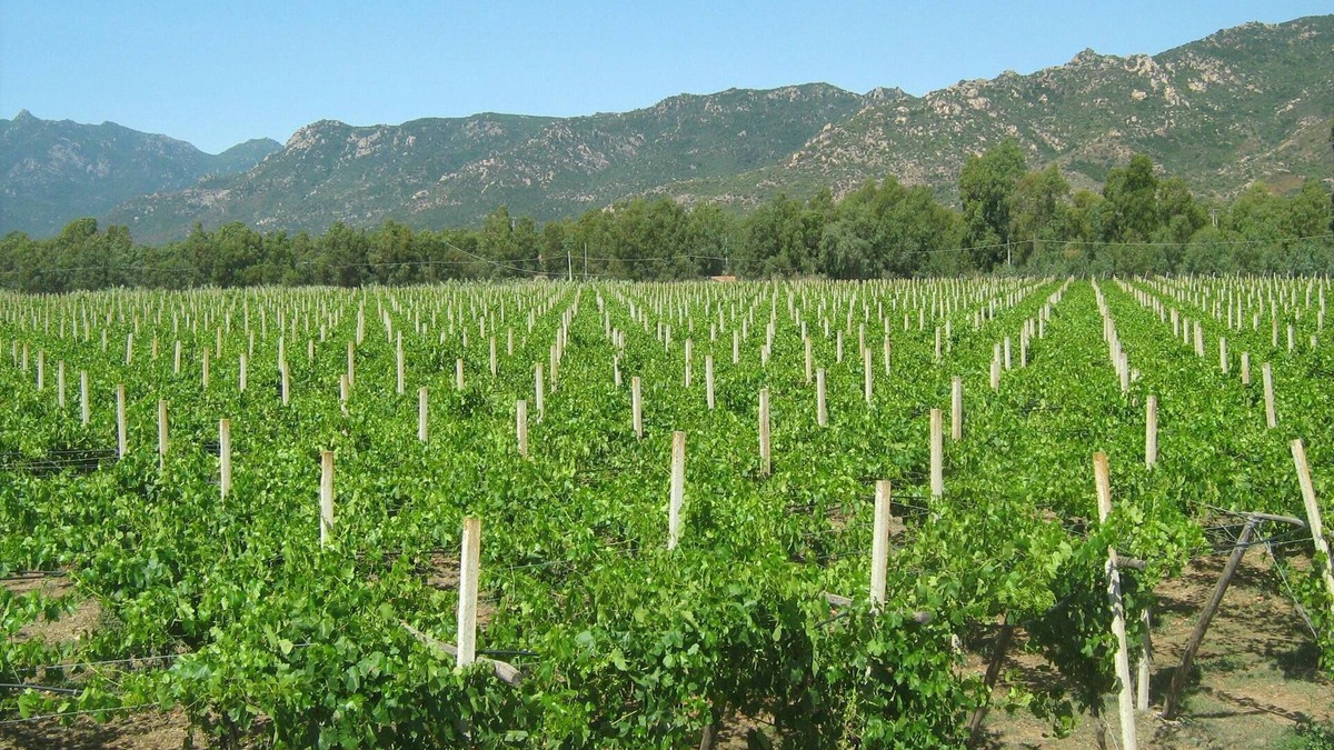 Muravera Villa | Between vineyards and sea - Spacious apartment in farmhouse