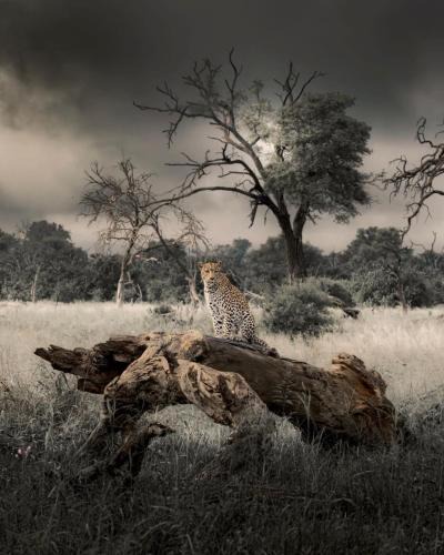 Kunene House | Big Cats Namibia Farmstay & Tours
