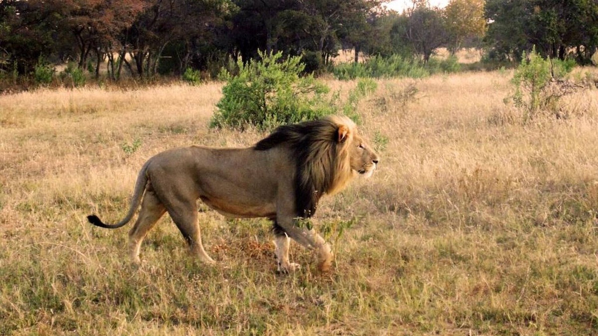 Mookgopong Cabin | Big game viewing, rich variety of wildlife
