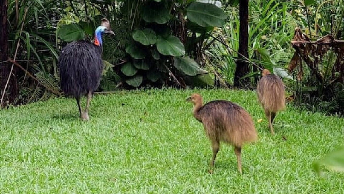 Kuranda House | Birdwatcher's Oasis | Tiny Home | Cassowary Visitors