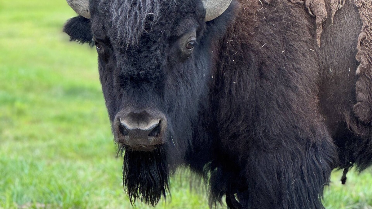 Milan House | Bison Bunkhouse Hideaway at Mayberry West Farms- close to Cincy & Indianapolis!