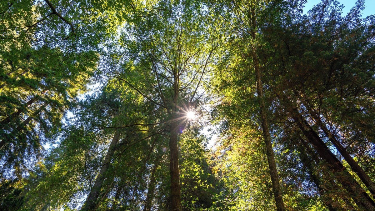 Camp Meeker House | Bohemian Redwood Retreat for Extended Stays