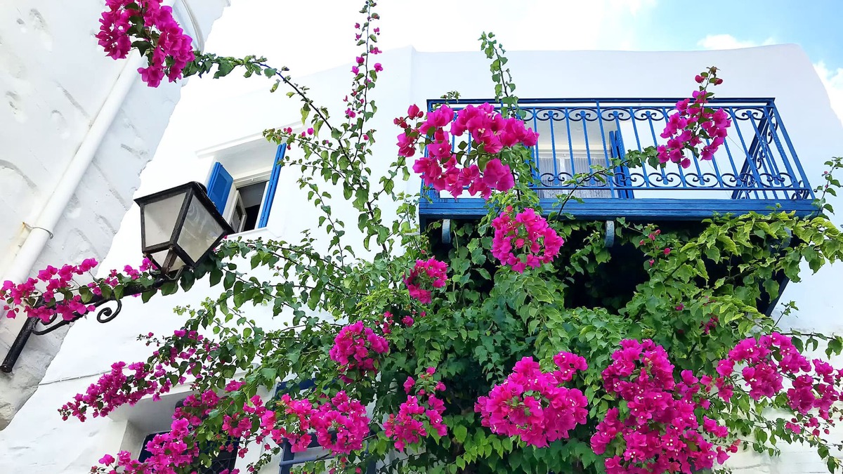 Ano Siros House | Βougainvillea House