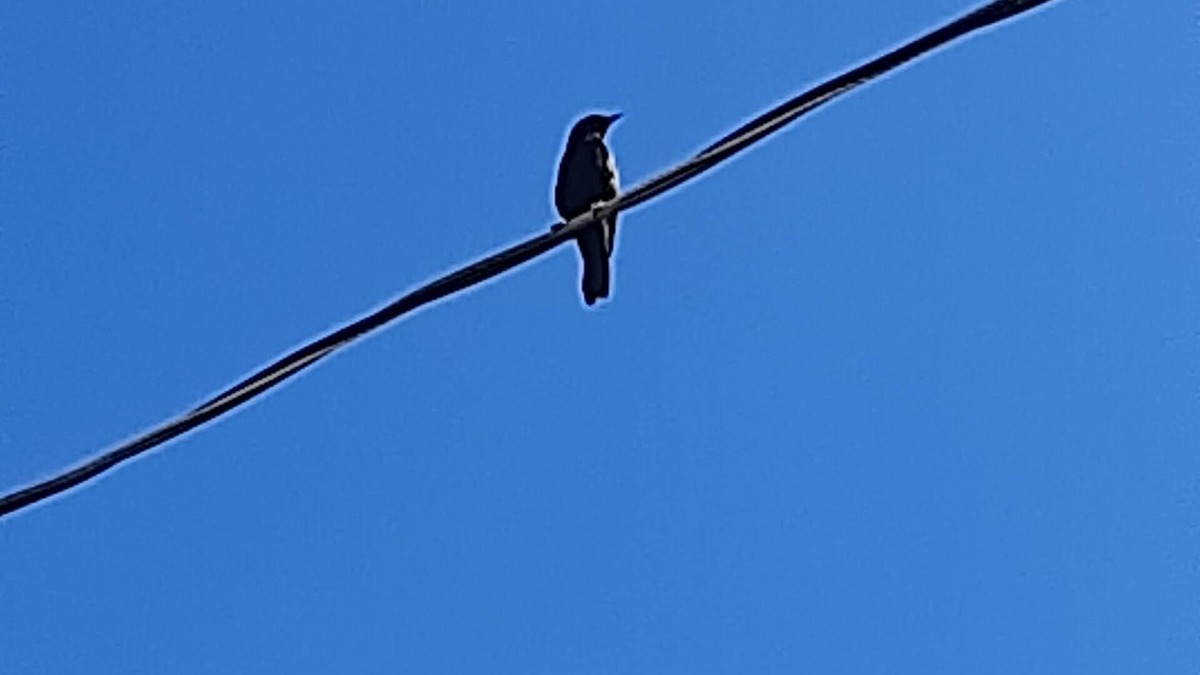 Jaboticabal House | Cantar do Pássaro 🐦