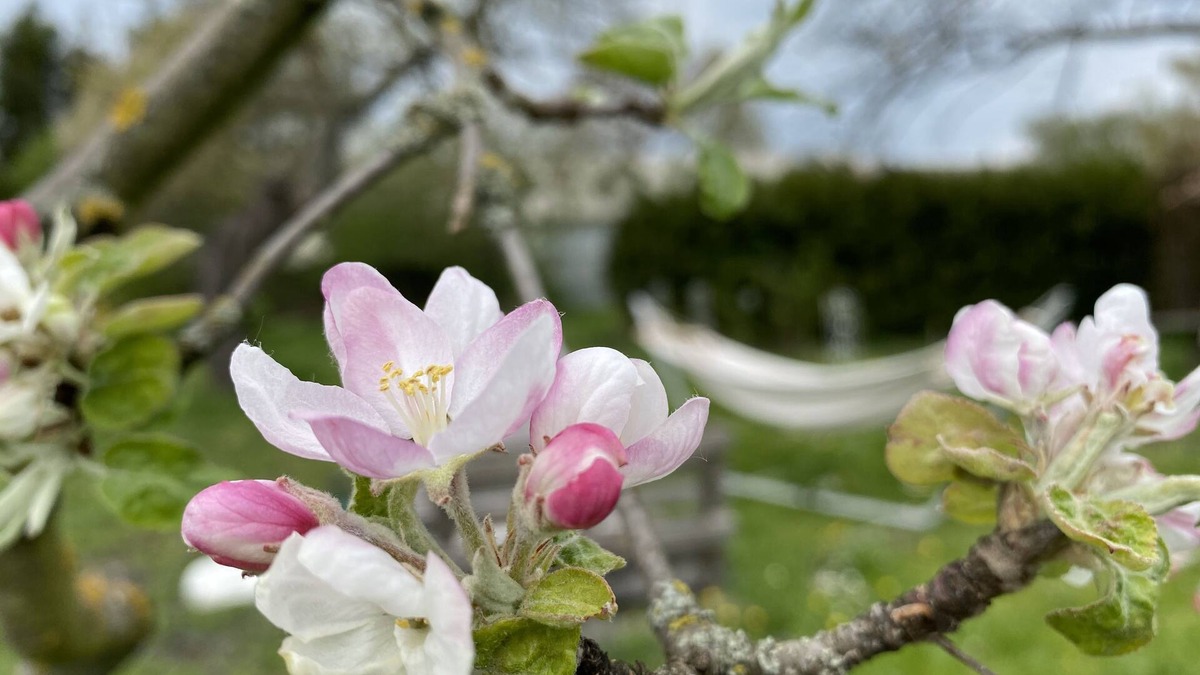 Nickelsdorf House | Burgenlandhaus with idyllic garden