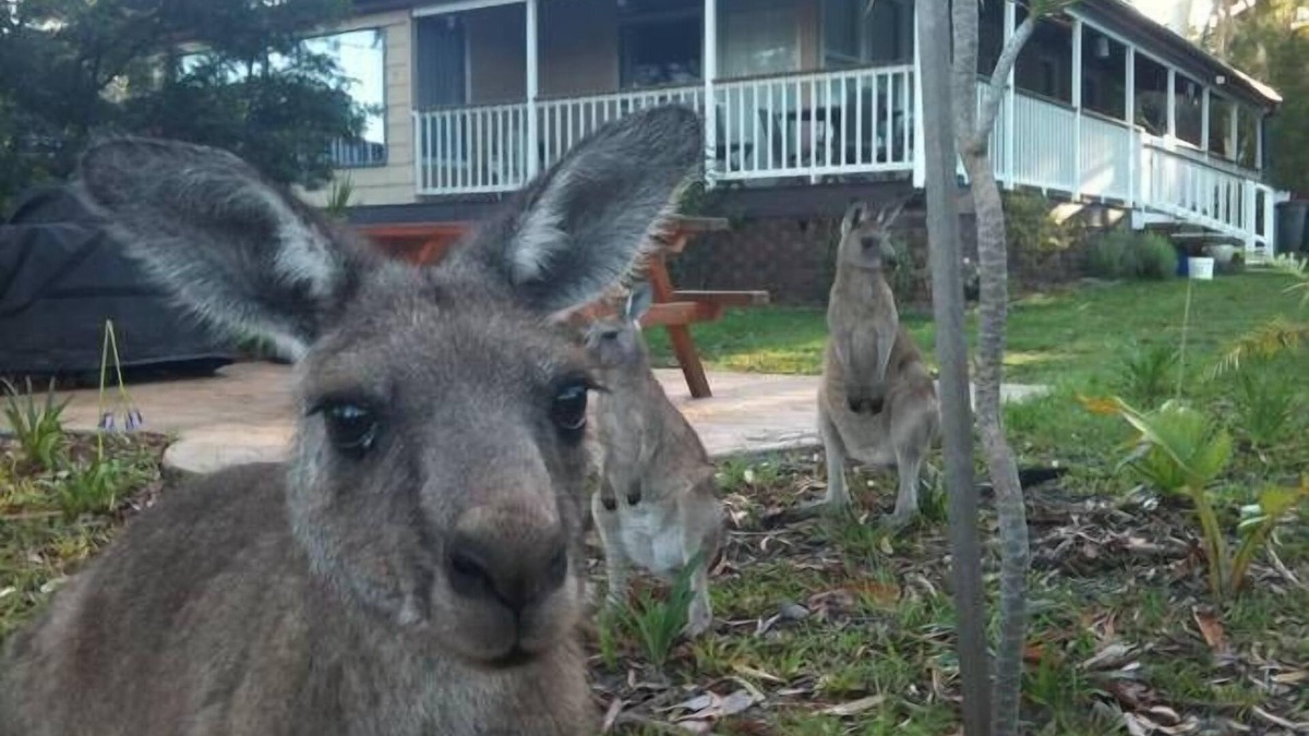 Erowal Bay Cottage | Bush and Bay Cottage - Jervis Bay