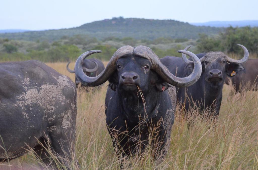 Vaalwater Cabin | Bushwa Private Game Lodge