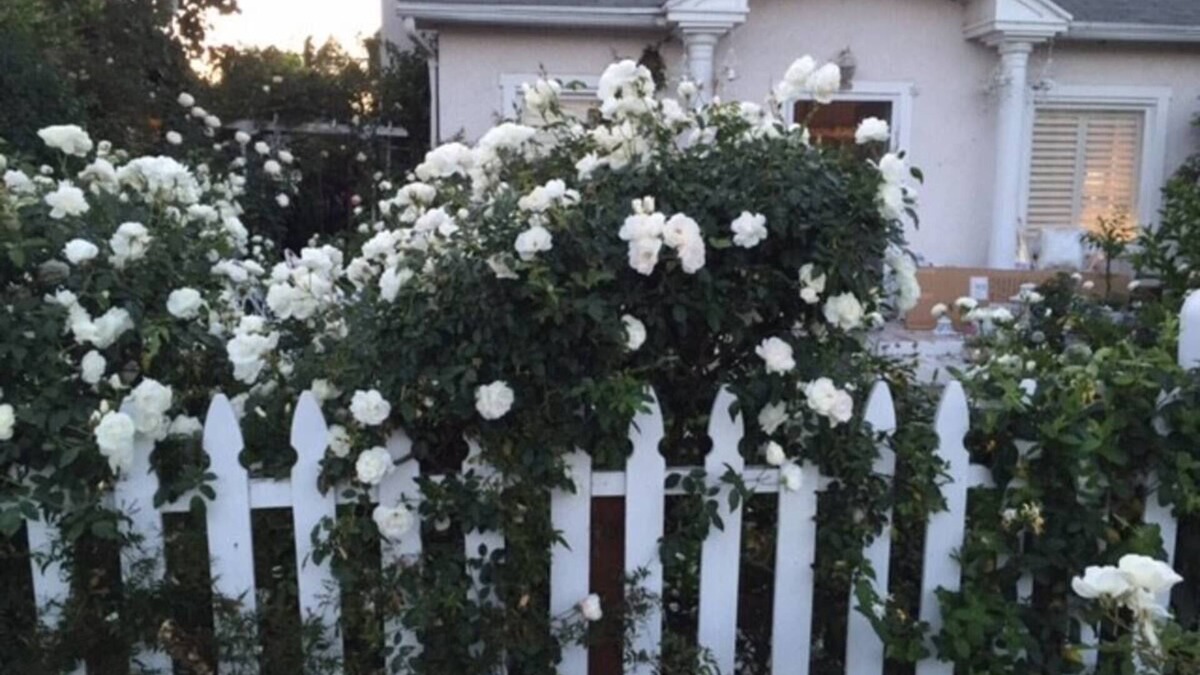 Venice House | California Dreaming! Elegant White Cottage, Venice Beach Happy holidays here!