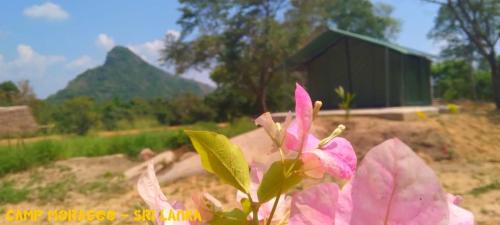 Polpithigama Other | Camp Moragoo