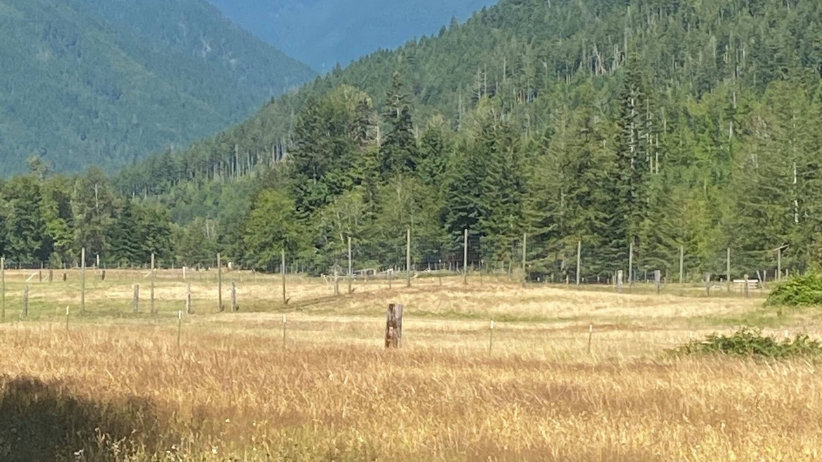 West Hills Cabin | Camping cabin in gorgeous Dosewallips Valley with AC and WiFi