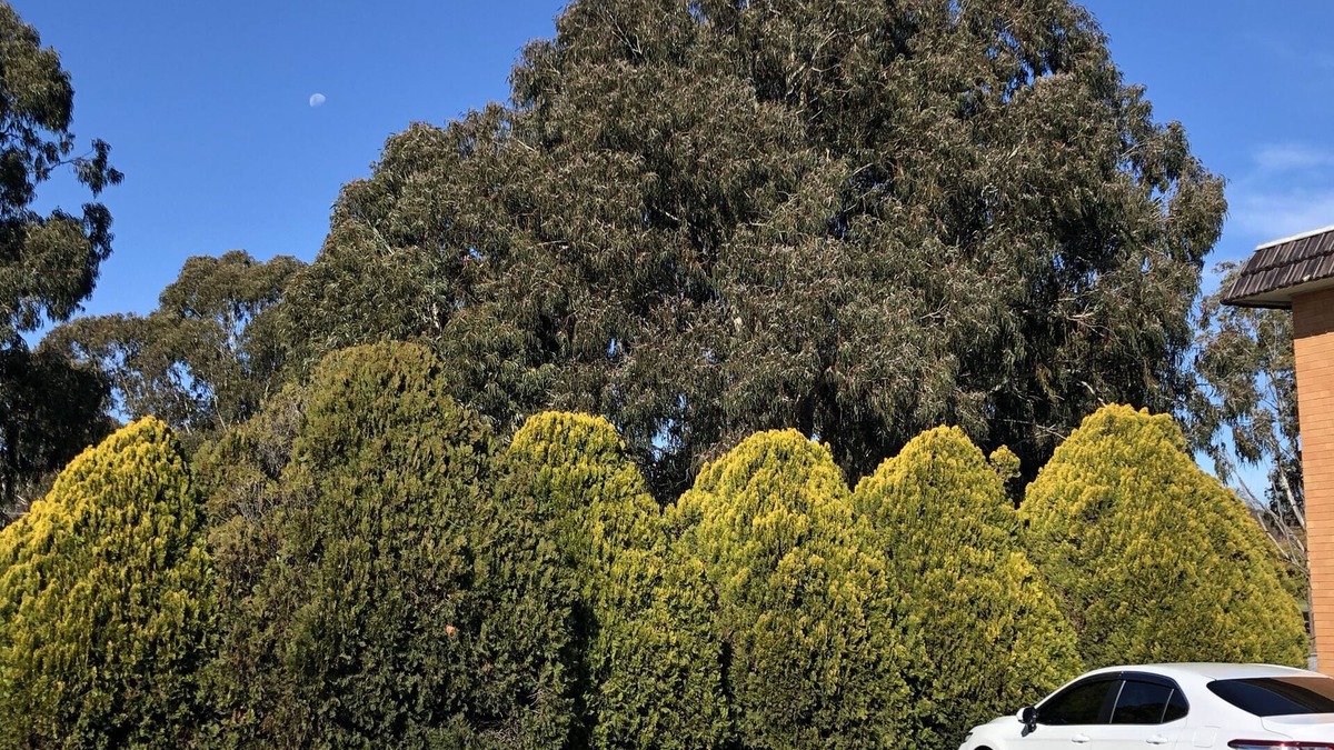 Lyneham Hotel | Canberra Lyneham Motor Inn