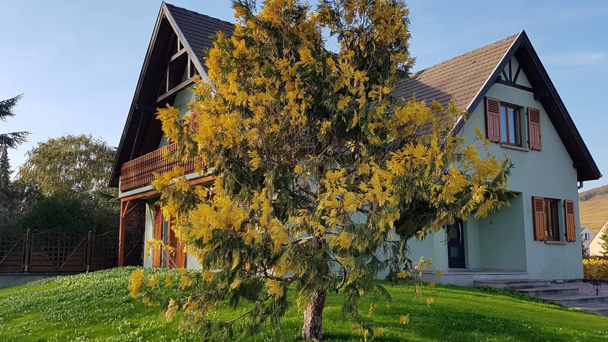 Sigolsheim House | Caroline House