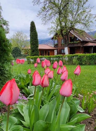 Cisnadie House | Casa Amalia Tocile -Sadu