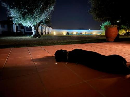 Avis House | Casa das Oliveiras