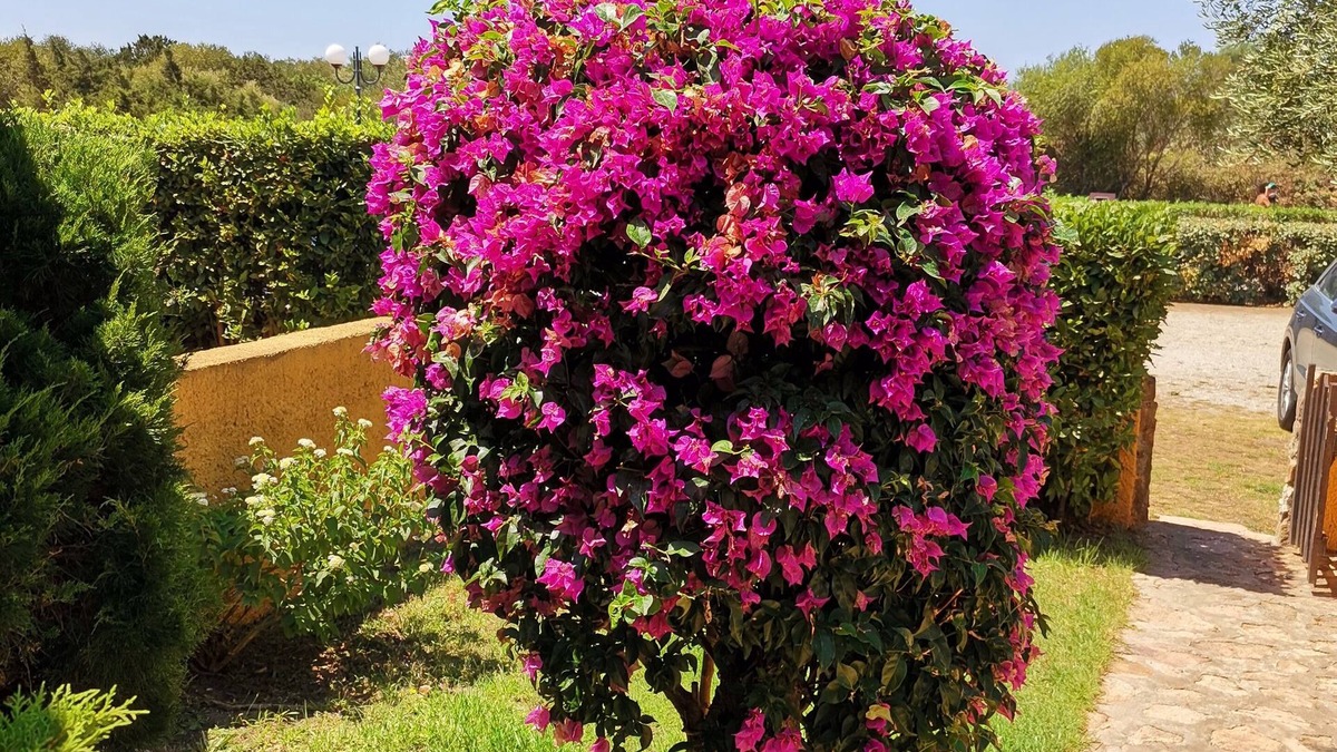 Porto Pollo Apartment | Casa di Gio - Bilocale con Giardino