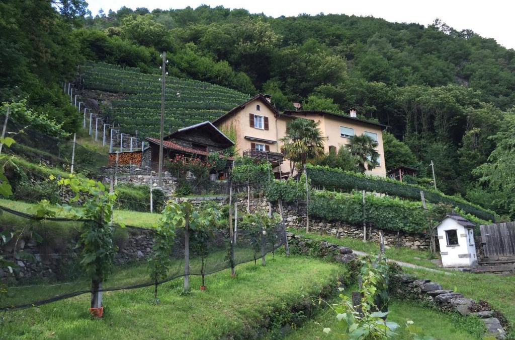 Roveredo Apartment | Casa immersa nel vigneto