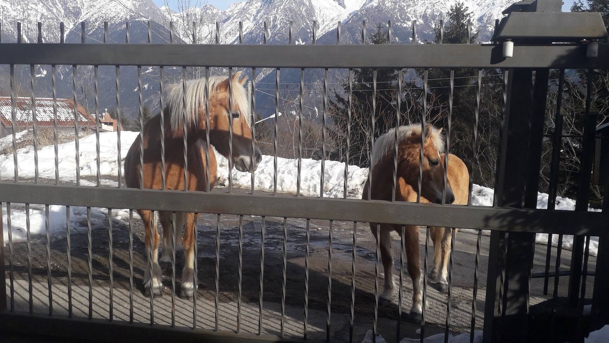 Malonno House | Casa pineta valcamonica