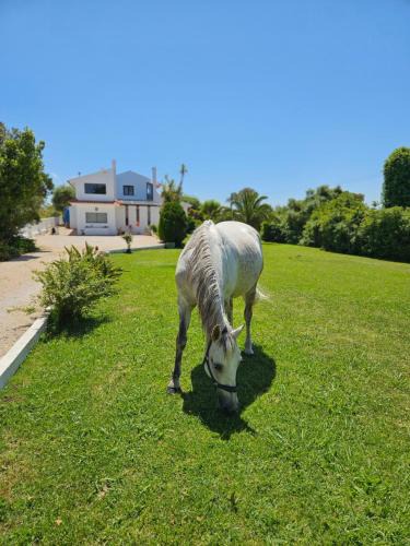 Sao Joao das Lampas Villa | Casa Seahorses b
